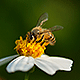 Logo Handiapason